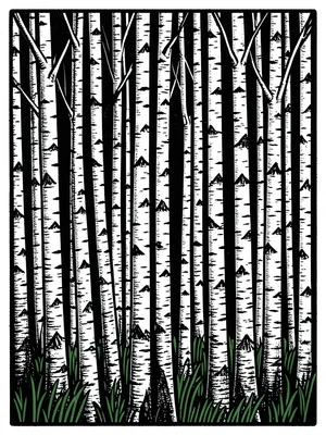 Birch tree forest