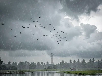 Birds flying ahead of approaching system
