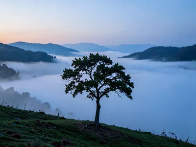 Single tree fully isolated on fog-surrounded hilltop