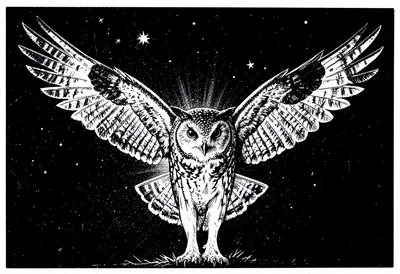 Barn owl flight scratchboard