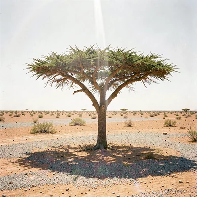 Desert environment photograph, extreme heat conditions, A single acacia tree sta