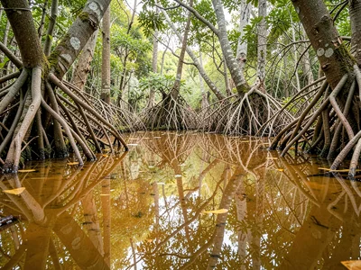 Root System Mirror Reflection
