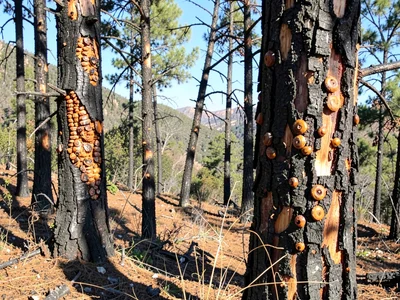 Bark beetle galleries visible on dead burned trunks