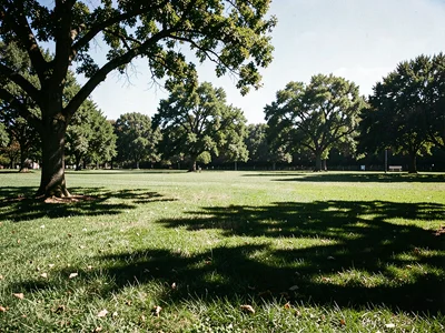 Park at midday with harsh shadows cutting across grass