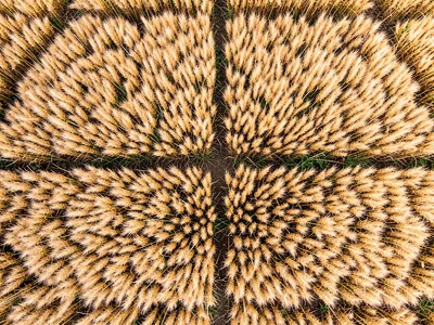 Aerial view showing wheat field geometry