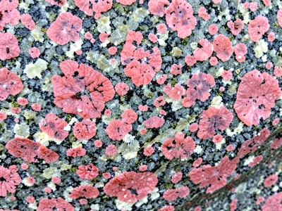 Feldspar crystals as pink in gray matrix