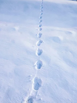 Fresh snow with a single line of footprints disappearing to top edge