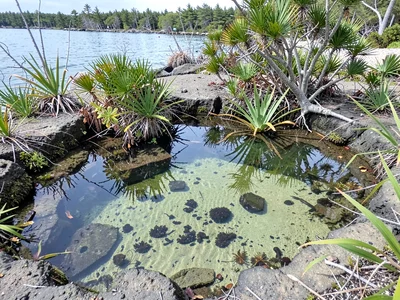 Sandy-bottomed pool different ecosystem