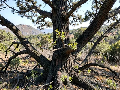 Cork oak surviving fire showing char and new growth