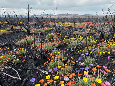 Fire-following wildflowers creating color field on black