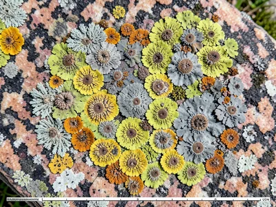 Crustose lichen map on granite boulder, circular thalli in yellow and grey expan