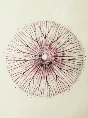 Spring morel mushroom spore print on cream paper, delicate branching pattern