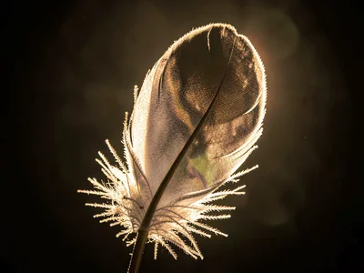 Feather backlit showing barbule detail