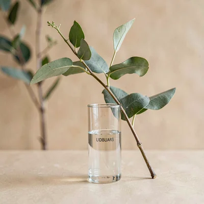 Botanical vertical of a single eucalyptus branch beside an unbranded glass tube