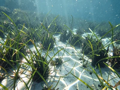 Light web overlaying turtle grass meadow texture