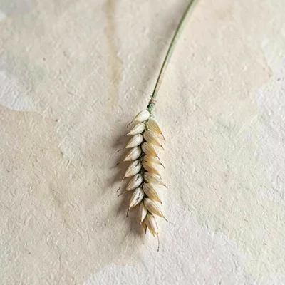 Botanical study of a millet sprig dangling against soft beige paper, pencil and 