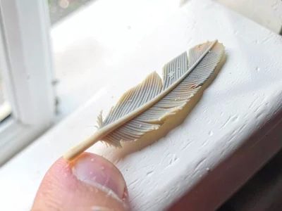 Greying oat-cream feather with thumb-pressed barbs and a fingernail-pressed shaf