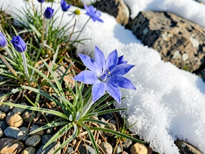 Blue gentian with snow patch