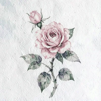 Painterly gouache of a climbing rose against a chalky white wall, soft pink pigm