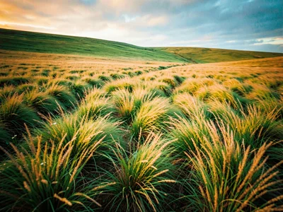 Meadow grass motion as color field