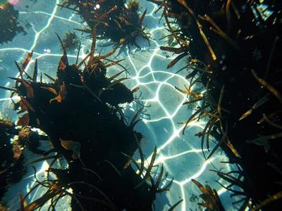 Bright caustic highlights against dark seagrass shadows