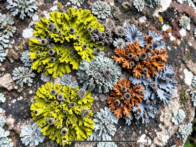 Mixed lichen community on old wall, five different species in different colors s