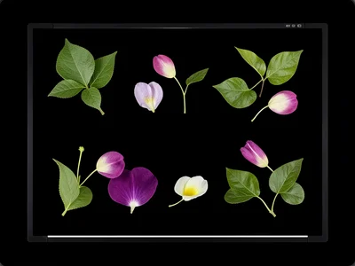 Natural objects arranged on scanner, leaves and petals in perfect focus without 
