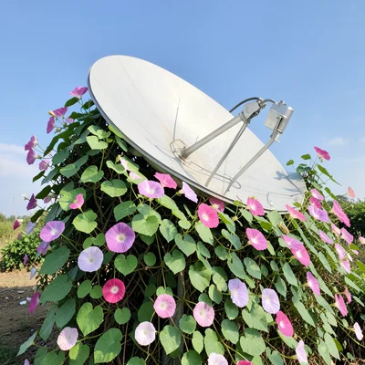 Satellite dish covered in morning glory vines, still functioning, flowers bloomi