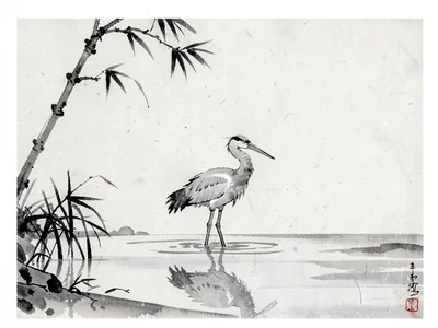 Crane standing in shallow water alone