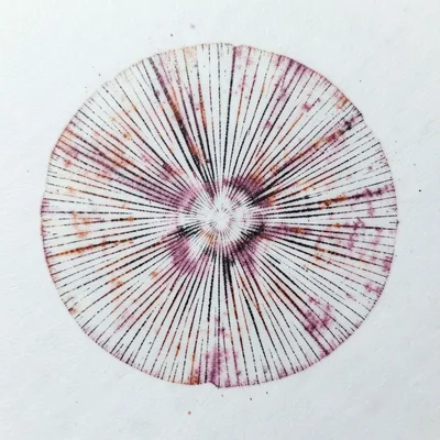 Gill Agaric