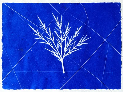 Grass stems cyanotype, thin white lines crossing the frame at angles, minimal bo