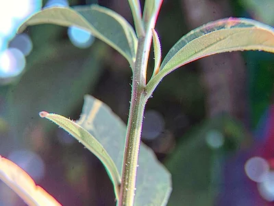 Plant stem with chromatic edge