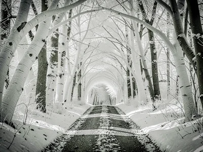 Path through white forest tunnel