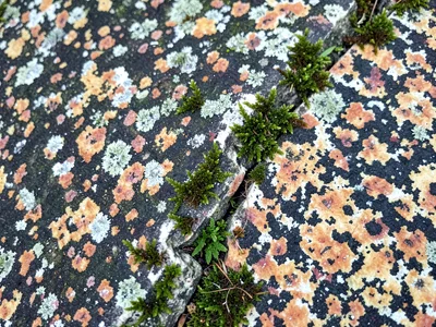 Moss edge colonizing granite crack