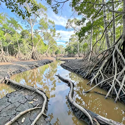 Mangrove Mudflat Drainage Pattern