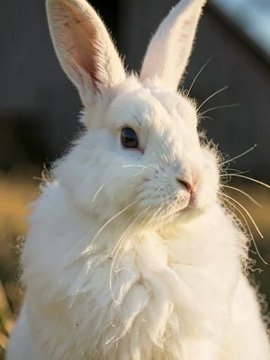 Angora Cloud Close-Up