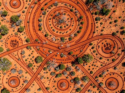 Animal paw prints crossing red ochre dust — overlapping trail lines, top-down