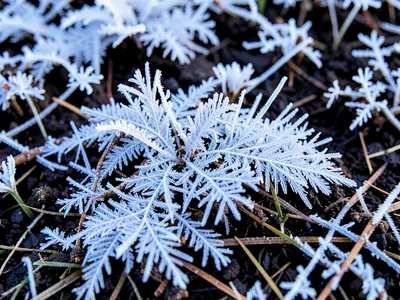 Needle ice on soil lifting ground