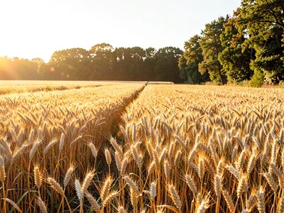 Wheat meeting treeline at field edge