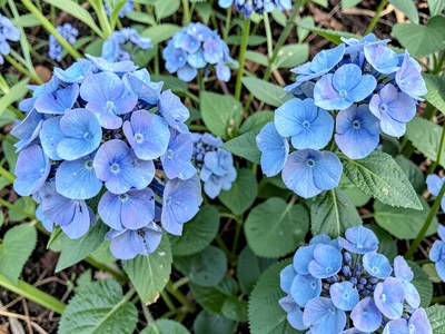 Nature collection blue