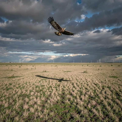 Vast horizontal landscape, extreme width composition, Eagle circling high above 
