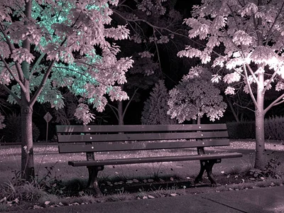 Park bench surrounded by glowing trees