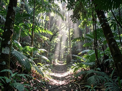 Light patch slowly moving across forest floor