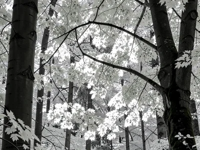 Forest glowing white foliage