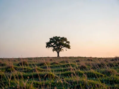 Lone tree on horizon