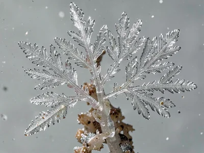 Dendrite crystal formation like tree branches