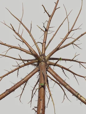 Root system exposed