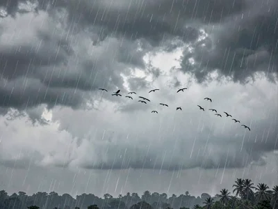 Birds flying ahead of approaching system