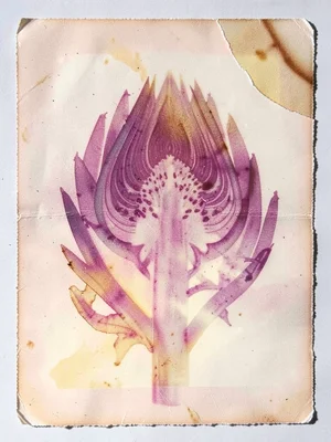 Artichoke cross-section showing heart layers, vegetable anatomy rendered ghostly