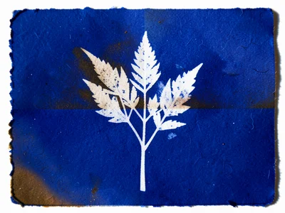 Cyanotype toned in tea (split-toned), some areas shifted to warm brown while dee